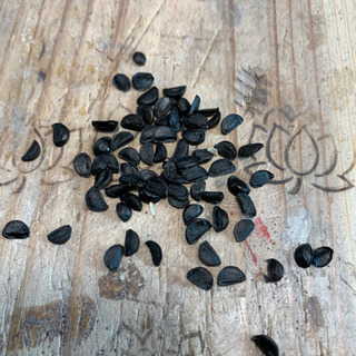 キバナタマスダレの種の画像