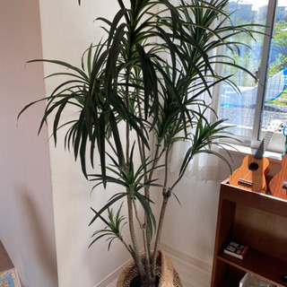 フェイク　観葉植物