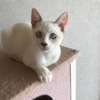 ブルーな瞳が可愛いね(*^^*) ちょっとどんくさい？3ヶ月女の子です！　onikawaii - 福岡市