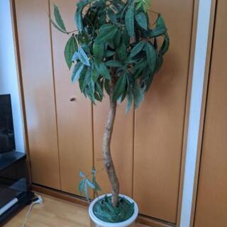 人工観葉植物