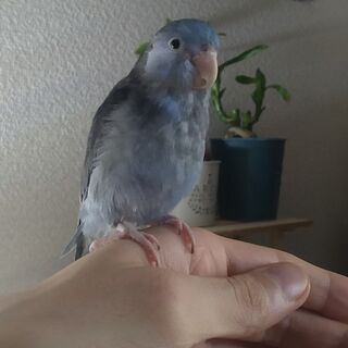 マメルリハ　（コバルト色、オス）　（６月２５日生まれ）　+　ケー...
