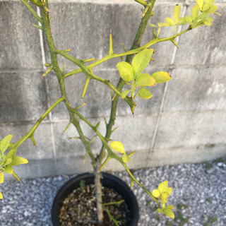 カラタチの鉢植え　取りに来てくださる方　11月13日まで！