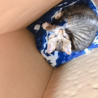 生後約2ヶ月のメス猫里親募集