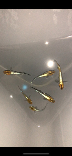 ブロンズメダカ　種親(極上メス4、上物オス2) ＋オマケ30匹