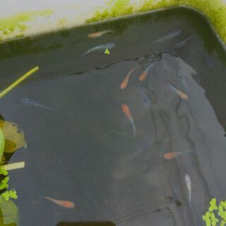 松井ヒレナガ三毛猫の卵稚魚若魚等1000円