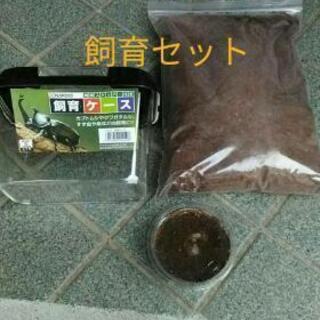 幼虫が選べる！！お手軽・お得なクワガタ幼虫飼育セット