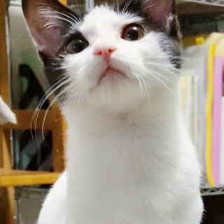 ★子猫5ヶ月　里親様募集★ 