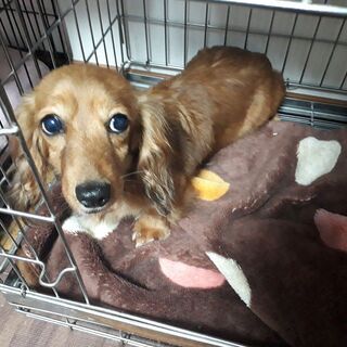 ミニチュアダックス　６歳の女の子