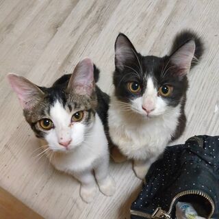 珍しいタキシード長毛子猫兄弟