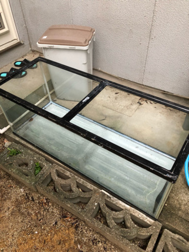 水槽、スネークヘッド、キクラ