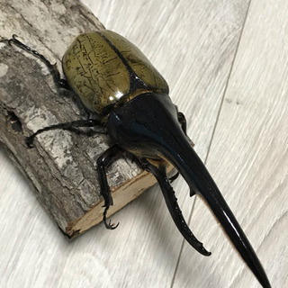 ヘラクレス 成虫 オス  160mm