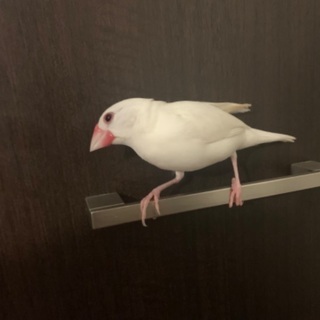 豊中市大黒町マンションから白文鳥が飛んでいってしまいました