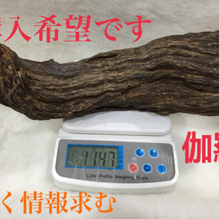 伽羅という香木を探しています！
