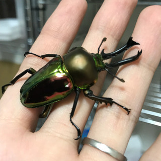 ニジイロクワガタ（ノーマル） 幼虫 4頭