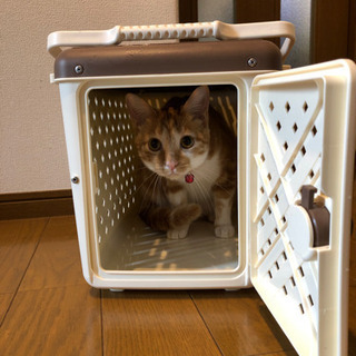 【引取先決定しました】ペット　キャリーケース　の画像