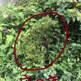 庭のランタナ・サツキ・つつじ・ミニバラ・ゼラニウムなど欲しい方は...