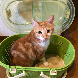 【引取先決定しました】ペット　小動物　キャリーケース　の画像