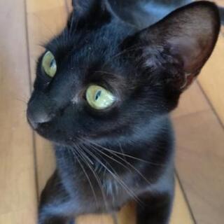 毛並みの綺麗な黒猫(1歳)お話中