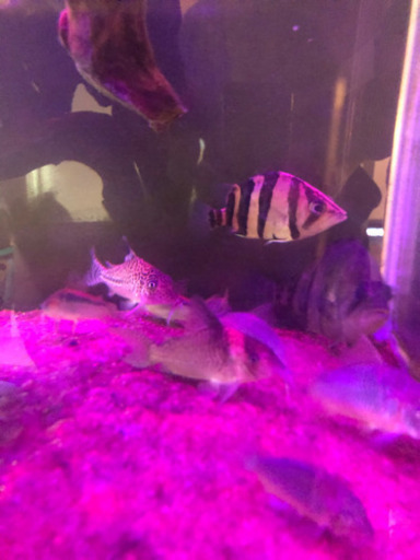 ダトニオプラスワン  まとめて【大セール】　商談中