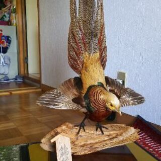 Amazon.co.jp: 錦鶏鳥 剥製 金鶏鳥 珍鳥 ガラスケース付き : ホーム＆キッチン