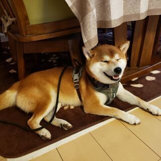 柴犬グル