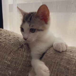 猫ちゃん里親募集