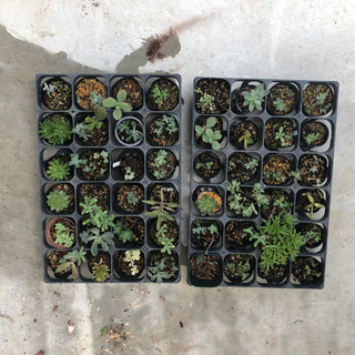 《募集終了》多肉植物（幼苗など）の画像