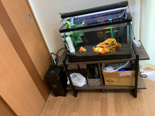 60センチ水槽セット、引越しなので、値下げしました
