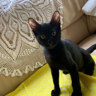 生後３～５か月位の毛艶のいい黒猫の男の仔