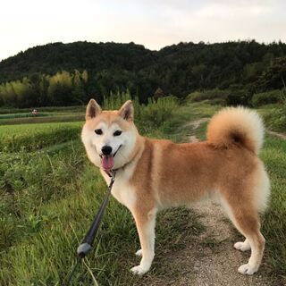 柴犬女の子３歳１０か月の里親になっていただける方を探しています。