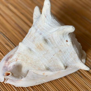 飾り貝　トウカムリの画像