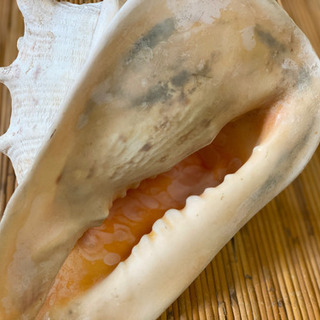飾り貝　トウカムリの画像