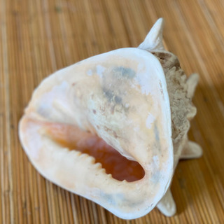 飾り貝　トウカムリの画像
