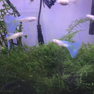 国産グッピー　RREAブルーグラス　幼魚