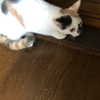 里親募集します。