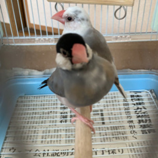 桜文鳥が逃げてしまいました…