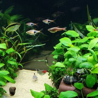 熱帯魚譲ります