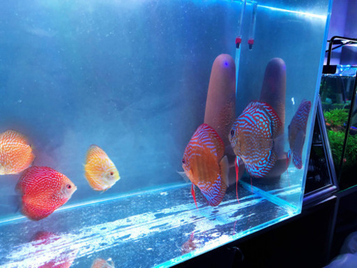 お得　ディスカスセット(3匹)売ります