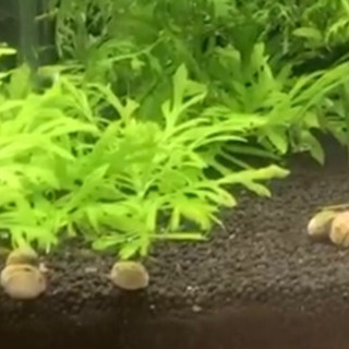 【石巻貝】