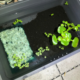 メダカ　針子と稚魚の画像