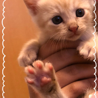 生後１ヶ月位♡茶トラの子猫ちゃん*ˊᵕˋ*