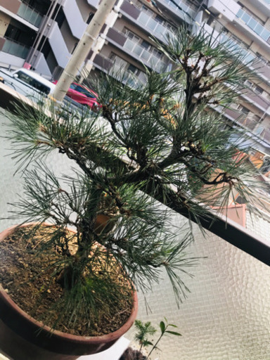 黒松　高さ75〜80センチ