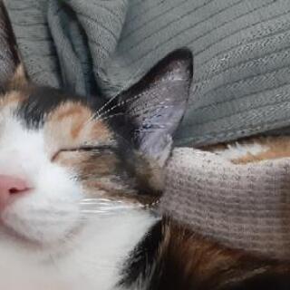三毛猫子猫　飼い主不在確認済み − 三重県