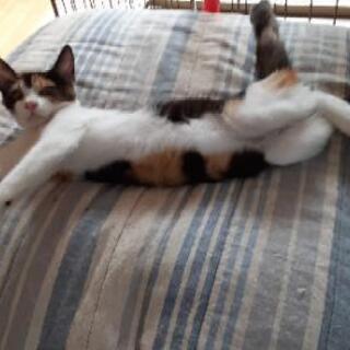 三毛猫子猫　飼い主不在確認済み - 亀山市