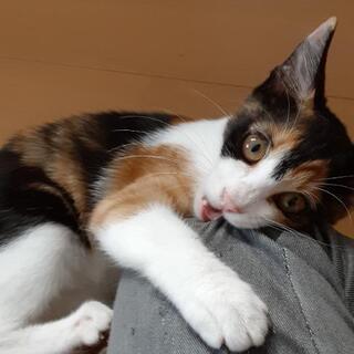 三毛猫子猫　飼い主不在確認済み - 里親募集