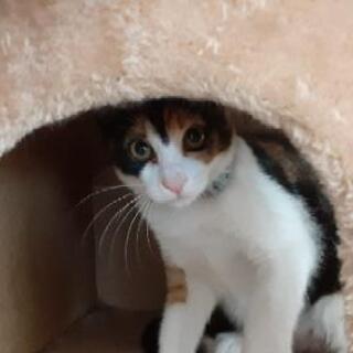 三毛猫子猫　飼い主不在確認済み - 猫