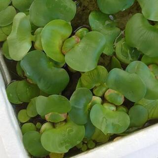 SALE中　ホテイアオイ草　新芽３株