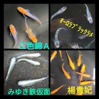 【奈良メダカ】初心者の方大歓迎⭐️大阪・京都の方も是非⭐️
