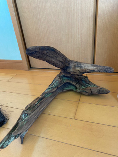 60センチ水槽、ウーパールーパー2匹