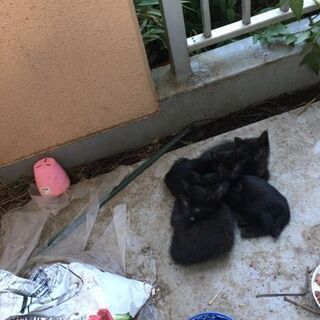 (受付終了)4匹の子猫の本当の家族を募集
